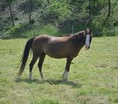 Die Ponyfarm Schafstedt