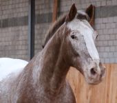 Die Ponyfarm Schafstedt