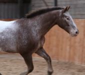 Die Ponyfarm Schafstedt