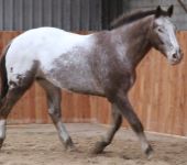 Die Ponyfarm Schafstedt