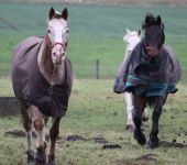 Die Ponyfarm Schafstedt