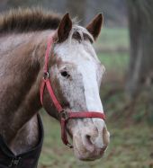 Die Ponyfarm Schafstedt