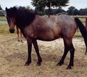 Die Ponyfarm Schafstedt