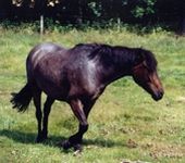 Die Ponyfarm Schafstedt