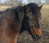 Die Ponyfarm Schafstedt