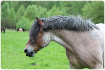 Ponyfarm Schafstedt